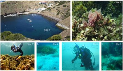 Autochthonous carbon loading of macroalgae stimulates benthic biological nitrogen fixation rates in shallow coastal marine sediments